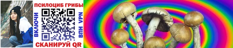 где купить   Новосиль  kraken ТОР  Псилоцибиновые грибы Psilocybe 